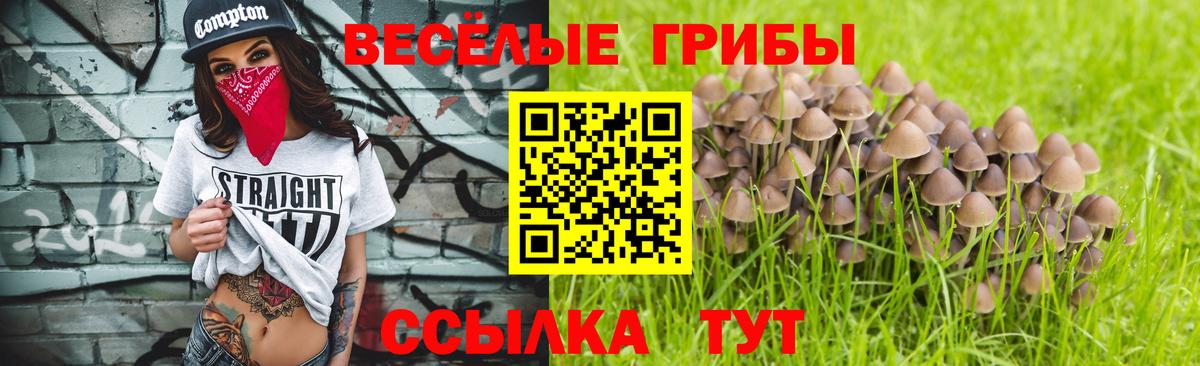 Галлюциногенные грибы прущие грибы Великий Новгород